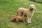 Leuke Medium Labradoodle x Toller Retriever pups, Dieren en Toebehoren, Poedel, Nederland, CDV (hondenziekte), 8 tot 15 weken