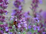 25 rijkbloeiende blauwe kattenkruid voor 50 euro, Tuin en Terras, Planten | Tuinplanten, Overige soorten, Volle zon, Vaste plant