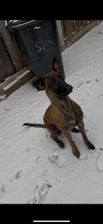 Hollandse herder reu, Ophalen of Verzenden