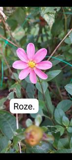 Dahlia Knollen - Prachtige Zomerbloeier!, Ophalen of Verzenden, Volle zon