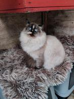 Hypoallergeen 6 Neva Masquerade dames en 1 Siberische dame, Dieren en Toebehoren, Poes, Gechipt, 0 tot 2 jaar