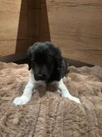 Friese stabij, Dieren en Toebehoren, Reu, CDV (hondenziekte), 8 tot 15 weken, Eén hond