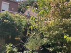 Walnotenboom, Tuin en Terras, Planten | Bomen, 250 tot 400 cm, Volle zon, In pot, Overige soorten