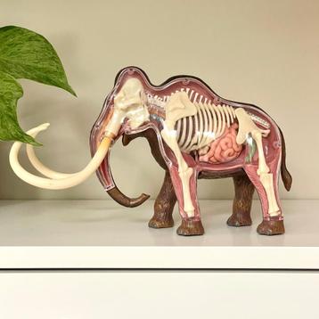 stoere 4D MAMMOET anatomie kinderkamer deco speelgoed retro beschikbaar voor biedingen