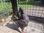 Bijzondere duiven, hele mooie kleur Kipduiven, Dieren en Toebehoren, Pluimvee, Meerdere dieren, Overige soorten