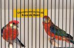 Koppel Stanley rosella's wildkleur/ opaline, Meerdere dieren, Parkiet