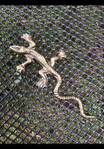 Messing, geel koper. Salamander, hagedis of gekko? Ong 13 cm, Antiek en Kunst, Ophalen of Verzenden