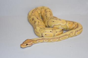 Ballpython 1.0 beschikbaar voor biedingen