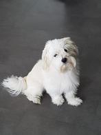 Gouden mandje gezocht voor Maltezer, Dieren en Toebehoren, Maltezer, Reu, Eén hond, 3 tot 5 jaar