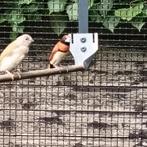 Koppel bruinborst rietvinken, Dieren en Toebehoren, Meerdere dieren, Tropenvogel