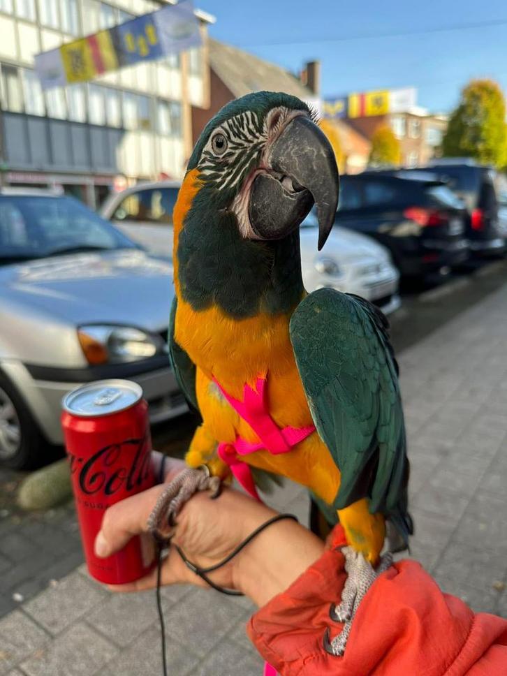 Handtamme blauwkeel ara, Dieren en Toebehoren, Vogels | Parkieten en Papegaaien, Papegaai, Vrouwelijk, Pratend, Tam, Geringd