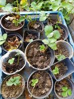 aardbeienplanten, Tuin en Terras, Planten | Tuinplanten, Ophalen, Zomer, Fruitplanten, Volle zon