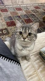 Mosh, Dieren en Toebehoren, Katten en Kittens | Raskatten | Korthaar, Kater, 3 tot 5 jaar