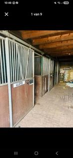 Weidemaatje gezocht, Dieren en Toebehoren, Weidegang