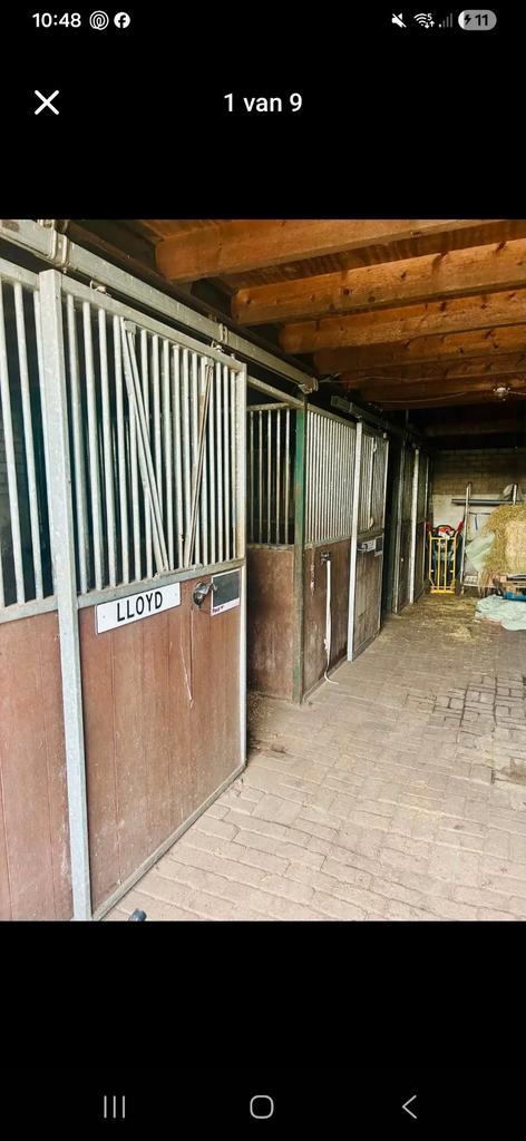 Weidemaatje gezocht Nistelrode, Dieren en Toebehoren, Stalling en Weidegang, Weidegang