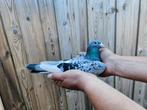 Te koop kweek doffer, Dieren en Toebehoren, Vogels | Duiven, Mannelijk, Postduif