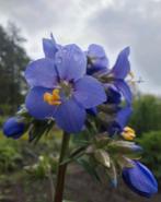 Polemonium caeruleum zaden ,jacobsladder, Ophalen of Verzenden, Volle zon