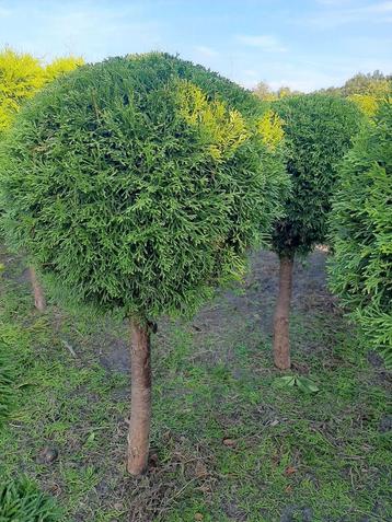 Thuja smaragd  bol  op Stam 60 cm vanaf €6,50 vormsnoei  beschikbaar voor biedingen