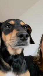 apollo zoekt baasje stichting Tigger foundation, Dieren en Toebehoren, Honden | Niet-rashonden, 3 tot 5 jaar, Rabiës (hondsdolheid)