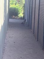 Te koop 2x Bosfazant/fazant, Meerdere dieren, Kip