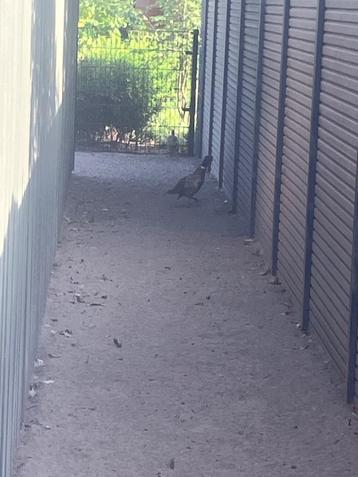 Te koop 2x Bosfazant/fazant  beschikbaar voor biedingen