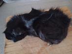 Cavia's, Dieren en Toebehoren, Knaagdieren, Meerdere dieren, Cavia, Na 1 juli 2024, Tam