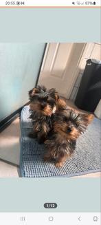 Mini york pups, Dieren en Toebehoren, Yorkshire Terriër, Particulier, 15 weken tot 1 jaar, Reu