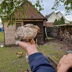 raszuiver Bielefelder Hanen groot, Dieren en Toebehoren, Pluimvee, Kip, Mannelijk