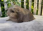 Coronet slate goud wit & choco otter creme beer, Dieren en Toebehoren, Knaagdieren, Cavia, Mannelijk, Mei, Tam