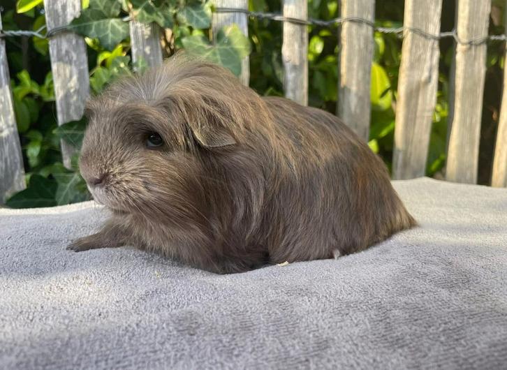 Coronet slate goud wit & choco otter creme beer, Dieren en Toebehoren, Knaagdieren, Mannelijk, Cavia, Mei, Tam