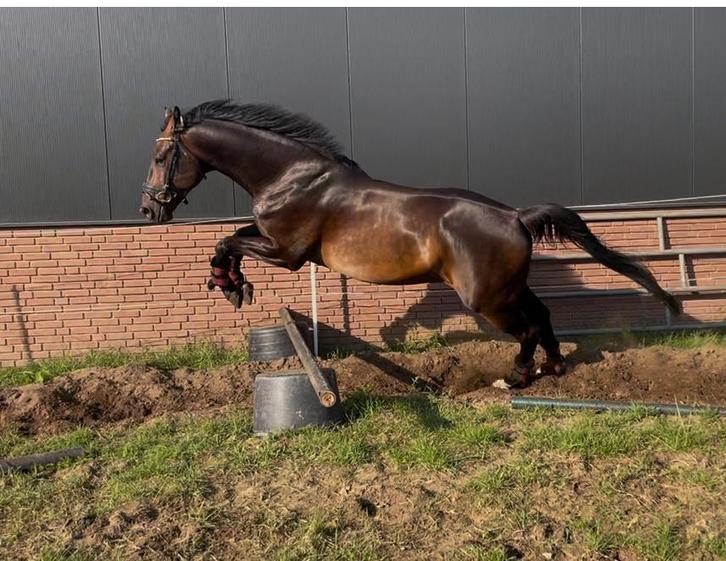 Gezocht spring/bijrijder 6 jarige ruin, Dieren en Toebehoren, Paarden en Pony's | Overige Paardenspullen, Springen, Ophalen