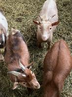 Dwerg bokje bok geit dekbok, Dieren en Toebehoren, Schapen, Geiten en Varkens, Mannelijk, Geit, 0 tot 2 jaar