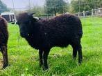 Ouessant ram (stamboek, zwoegervrij ARR/ARR), Dieren en Toebehoren, Mannelijk, Schaap, 0 tot 2 jaar