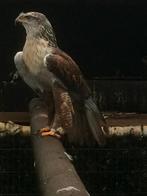 Koningsbuizerd, Meerdere dieren, Tropenvogel, Geringd