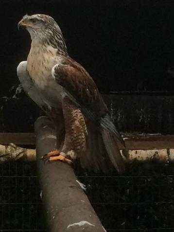 Koningsbuizerd beschikbaar voor biedingen