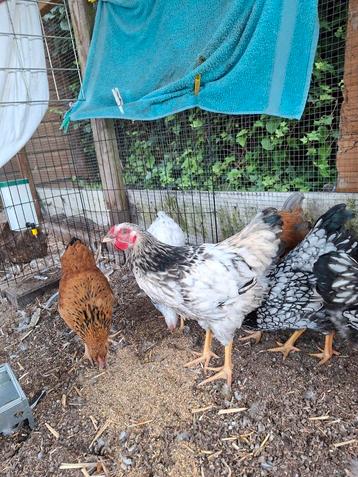 Wyandotte hanen beschikbaar voor biedingen
