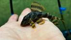 L398 Panaqolus tankei pleco, Dieren en Toebehoren, Vissen | Aquariumvissen, Vis