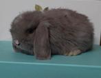 Minilop voedster, Dieren en Toebehoren, Konijnen, Vrouwelijk