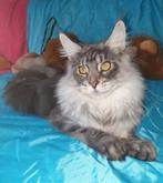 XXL Maine coon  kater (31.08.24)uit Rusland voor liefhebbers, Dieren en Toebehoren, Katten en Kittens | Raskatten | Langhaar, Kater