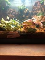 Blauwe garnalen voor aquarium, blue diamond, Dieren en Toebehoren, Vissen | Aquariumvissen, Kreeft, Krab of Garnaal