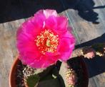 Opuntia Aurea Combs Winterglow, Winterhard -20, Cactus, Tuin en Terras, Planten | Tuinplanten, Zomer, Overige soorten, Verzenden