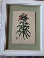 IKEA bloenen ingelijste printkunst, Ophalen, Overige materialen, Minder dan 50 cm, Zo goed als nieuw