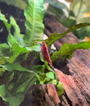 Diverse neocaridina garnalen beschikbaar voor biedingen