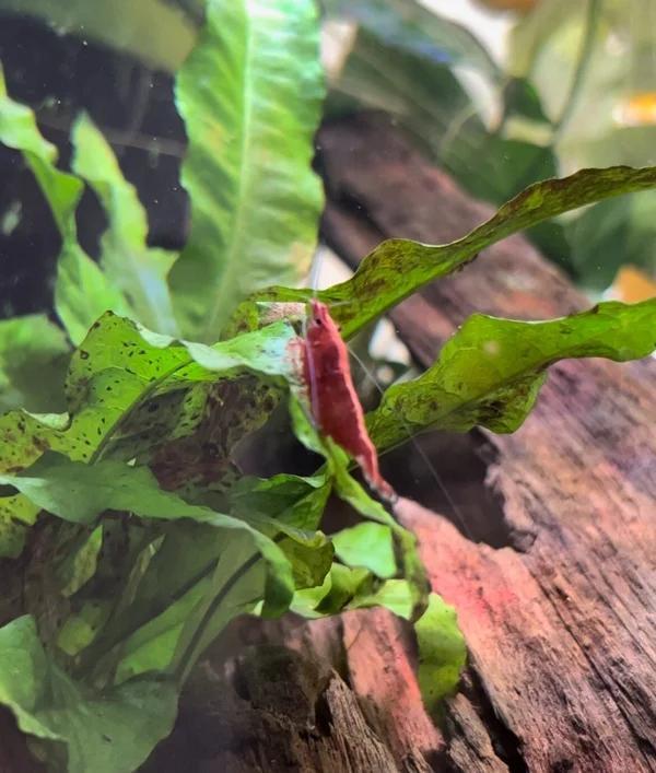 Diverse neocaridina garnalen, Dieren en Toebehoren, Vissen | Aquariumvissen, Kreeft, Krab of Garnaal