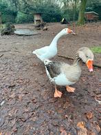 Ganzen koppel, Dieren en Toebehoren, Pluimvee, Meerdere dieren, Gans of Zwaan