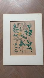 Handgekleurde botanische litho 1880, Ophalen of Verzenden