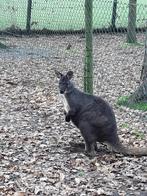 zwarte wallaroe kangoeroe, Dieren en Toebehoren, Overige Dieren, Mannelijk