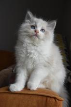 Ragdoll kittens , klaar om te verhuizen ., Meerdere dieren, Ontwormd