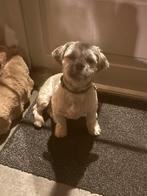 Lieve mooie Shih tzu Shih tzu Boomer! Bobby, Dieren en Toebehoren, 15 weken tot 1 jaar, Eén hond, Nederland, Particulier