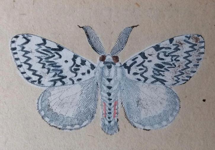 Antieke vlinder prent Bombyx Monacha - Appelmot Jacob Sturm, Antiek en Kunst, Kunst | Etsen en Gravures, Ophalen of Verzenden